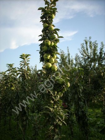 Яблоня колоновидная саженцы