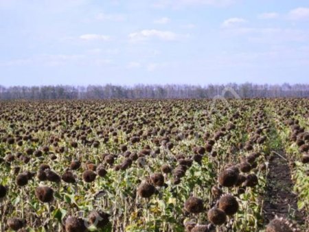 подсолнечник масленичный ГОСТ