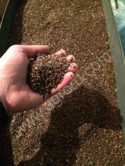 Семена Ели европейской