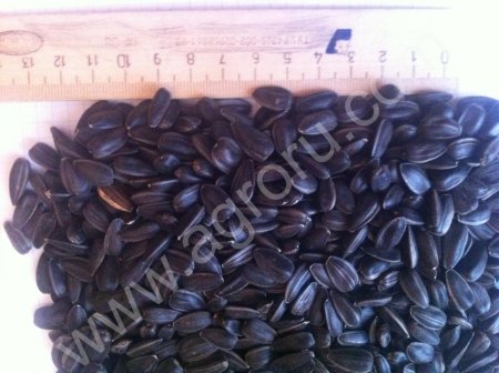 Подсолнечник калиброванный 40+ Лакомка