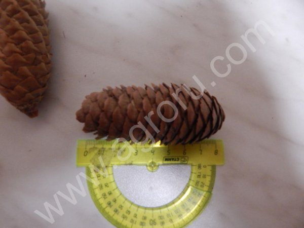 шишка ель сосна