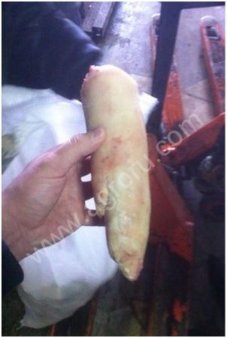 Свиные ноги