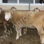 Дорсет чистокровные бараны