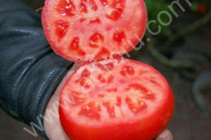 ЯБЛОКИ