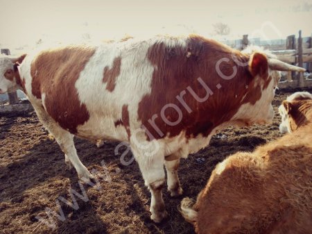 Бычков симментальской породы. КРС( симменталы) живым весом. Вес более 500 кг