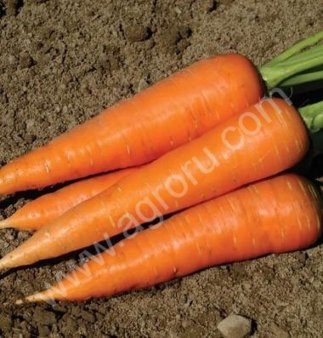 Семена моркови