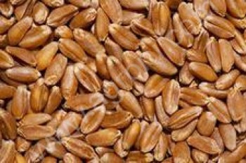 Семена озимой пшеницы Московская-40