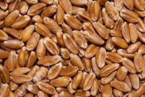 Семена озимой пшеницы Московская