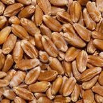 Семена озимой пшеницы Московская-40