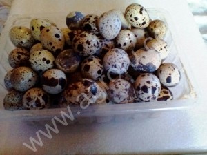 Мясо перепелов