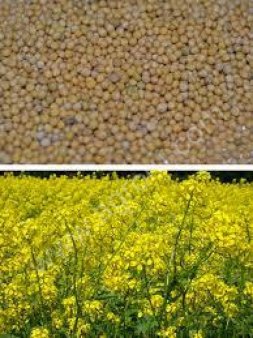 Горчица белая сидерат