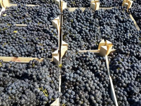 виноград столовый сорт Молдова