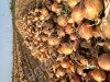 Лук сорт Пандеро на хранение