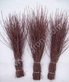 Метла березовая