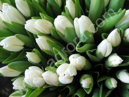 Тюльпаны оптом