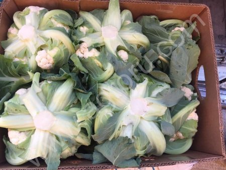 цветную капусту