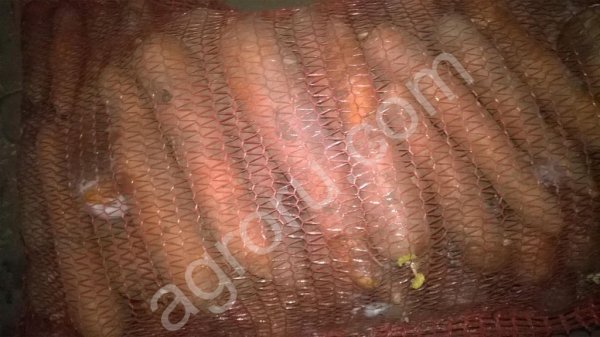 Морковь оптом