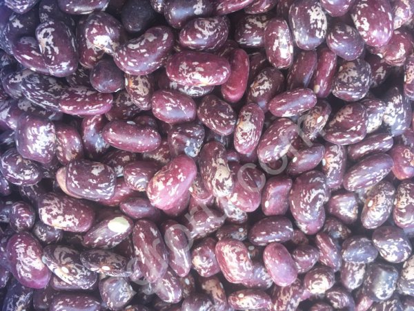 фасоль королевская пестрая