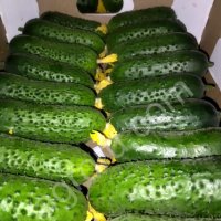 Короткоплодный тепличный огурец