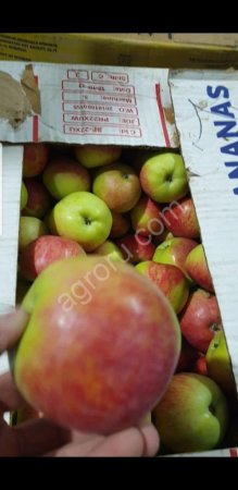 Яблоки АЙДАРЕД