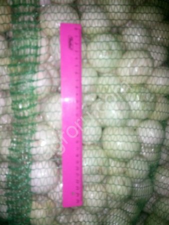 Лук чищенный