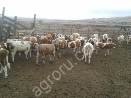 Молодняк КРС