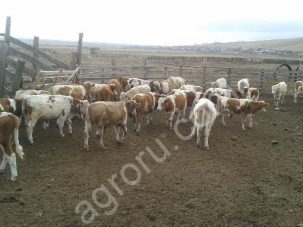 Молодняк КРС