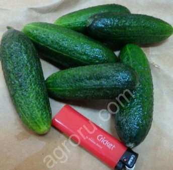 Луховицкий огурец