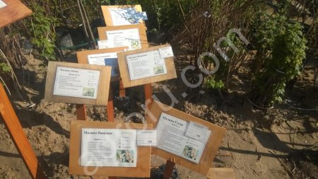 Сажецы плодовых деревьев и кустарников