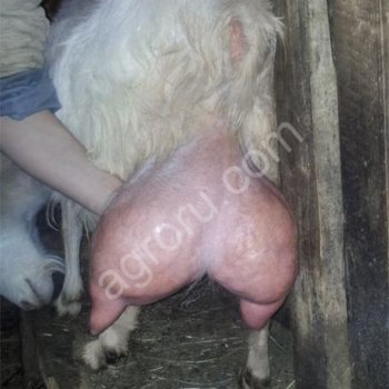 Разместить объявление о продаже коз и коз в Московской области