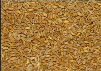 <span>пшеница</span> твердая
