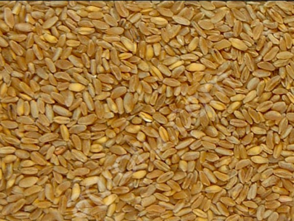 пшеница твердая