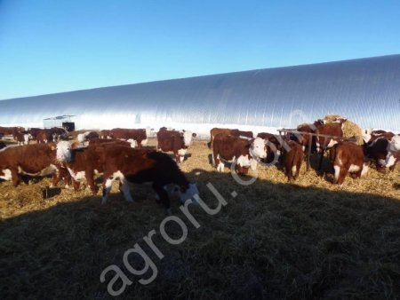 Быки на доращивание