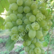 саженцы винограда столовых сортов.