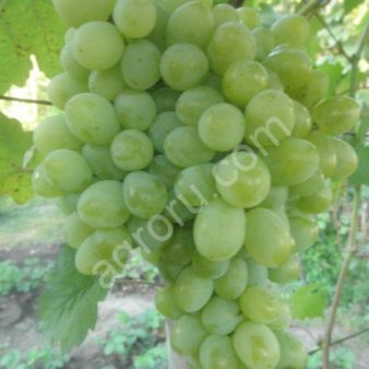 саженцы винограда столовых сортов.