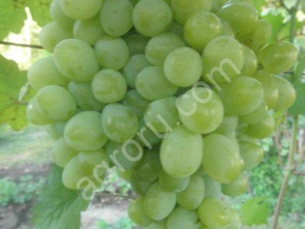 саженцы винограда столовых сортов.