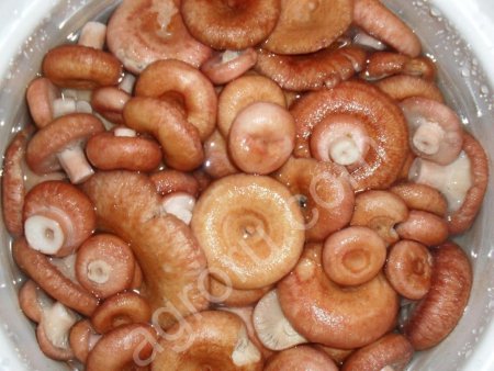 Грузди боровые и луговые