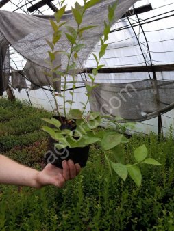 Саженцы Голубики