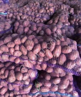 Картошка  «Роко»