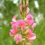 Семена Эспарцета