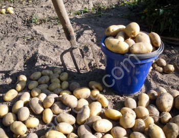 Картофель урожай 2018 от КФХ