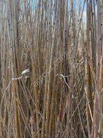 Саженцы вишни производства Сербия