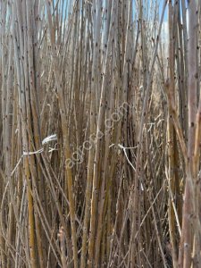 Саженцы вишни производства Сербия