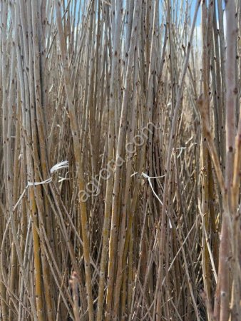 Саженцы вишни производства Сербия