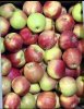 Яблоко Хоней Крисп 1+2 сорт