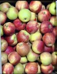 Яблоко Хоней Крисп 1+2 сорт