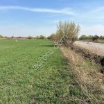 Земельный участок 81,5 га., в Московской области