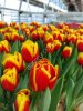 Тюльпаны оптом к 8 марта 2026
