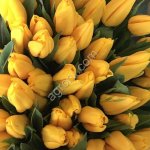 тюльпаны