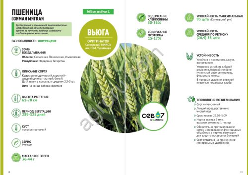 Семена озимой мягкой пшеницы Вьюга (элита)
